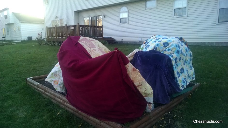 tomato plants are covered with blankets